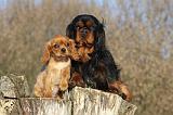 CAVALIER KING CHARLES 394